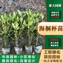 �ؑc�F���Ĵ���ͩ�󱭺�ͩС����ͩ���纣ͩ���纣ͩ����