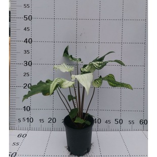 ����ֱ�N0.3�Ӂ�ꖴ���ѩ���~���~��Gֲ�����쾰���W�W�tֲ��