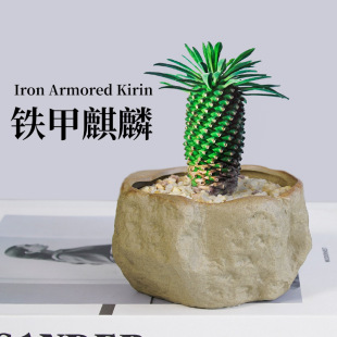 Iron Armored Kirin Classy Succulent Plant Indoor Small Potted Emeishan Euphorbiaceae Rare Species Rare Small Pineapple