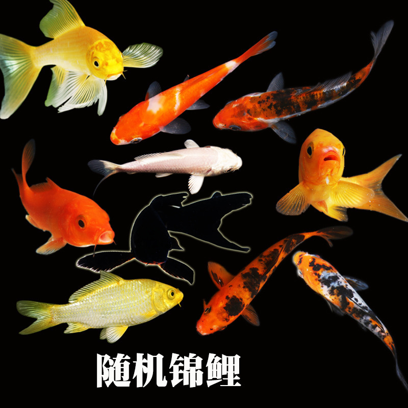 冷水観賞魚、日本鯉、純種ドイツ鯉、飼育しやすい、大正三色赤白稚魚金魚|undefined