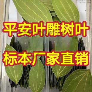 �~����~ƽ�����~���l����̎���~���~�Ә˱��C����������Ƭ