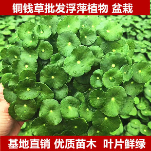 �~�X�����l��ؔˮ��ֲ���k�����������Խ��X�ݻ����҃�ˮ�B�Gֲ