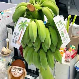 【禁止蕉绿】网红水培盆栽小米蕉香蕉带把发货可观赏食用桌面绿植