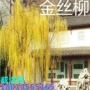 垂杨柳种植金丝柳树垂柳苗