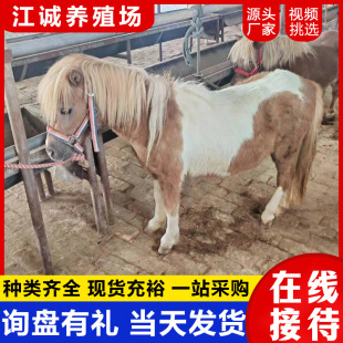 �����������O�m���_�R���ﾰ�^�^�p�T�����������R���B���С���R