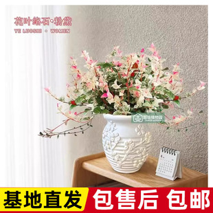 ����������پGֲ�k���҃����滨������ֲ����B�͟��ͺ�