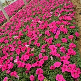 Petunia Pure Petal Petunia Seedlings Courtyard Flower Plant Ground Cover Grass Flower Cup Seedlings Seasonal Florals and Green Plants Potted Plants