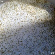 水花鱼苗批发鲫鱼鱼桂鱼大头花鲢白鲢青鱼鲤鱼武昌鱼翘嘴鱼