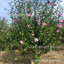 ľȘͥԺGľȻ·G^pľذľȰ