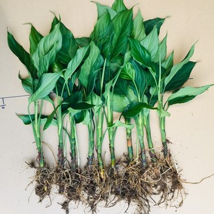 ✅ Evergreen Potted Plant Evergreen Living Room Indoor Guangdong Evergreen Soil Culture Large Family Flower Green
