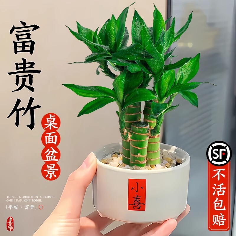 Rich Bamboo Hydroponic Plants Indoor Fortune Bamboo Lotus Bamboo Small Potted Plants Living Room Desktop Green Plant Ornaments