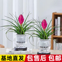 花带花苞四季常青植物紫凤梨鸿运当头室内客厅开花绿植盆栽