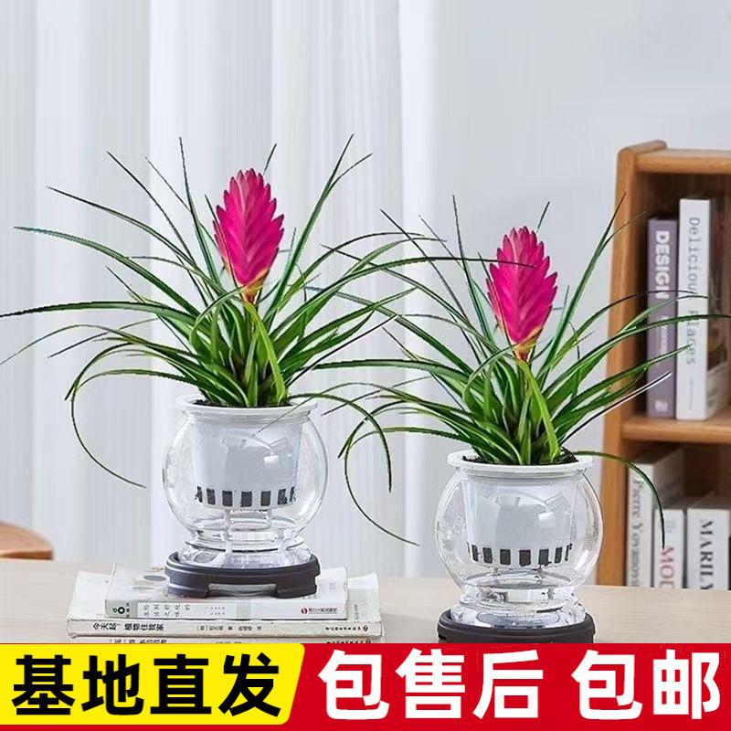 花带花苞四季常青植物紫凤梨鸿运当头室内客厅开花绿植盆栽