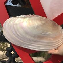 22-25厘米炫彩大号厚皮珍珠蚌壳单片珍珠蚌可做餐盘天然大贝壳跨