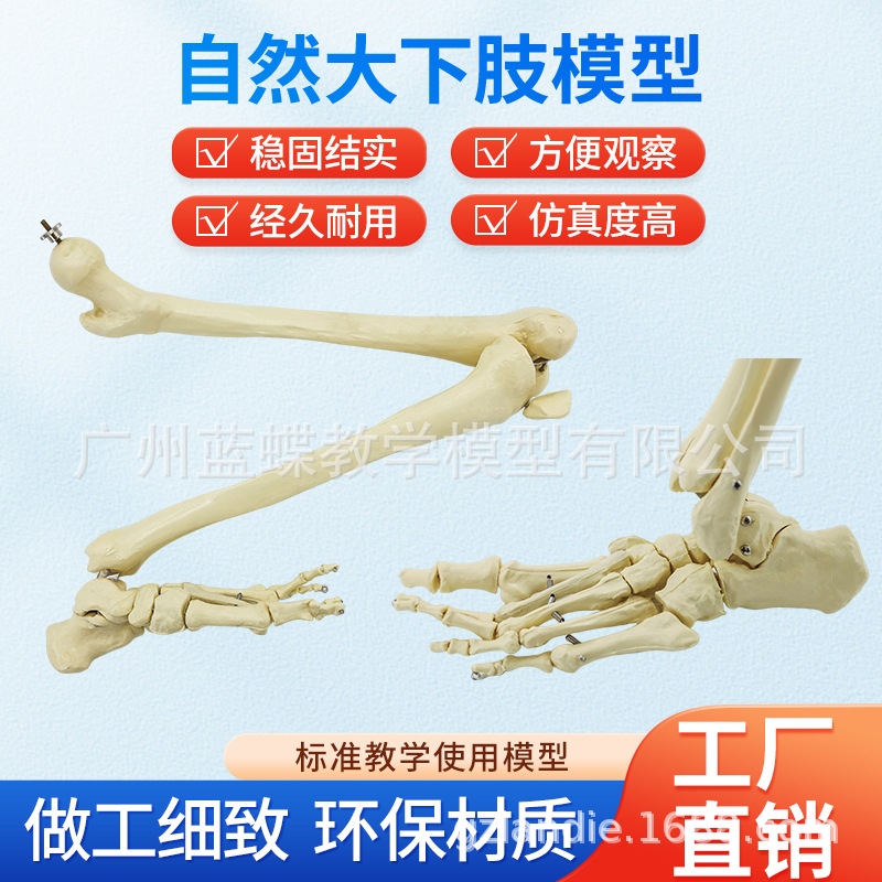 ����ȫ�ȹ���ģ�͹ɹ��ֹǹ�������Ǽ���֫�ؽڹǼܽ�ѧ