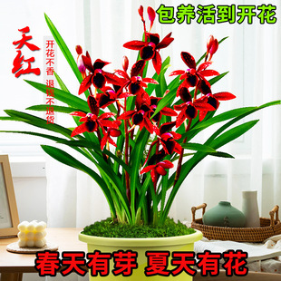 �m���罨�m��t�ļ����B���Ď����������҃ȿ͏dֲ�ﻨ�ܾGֲ����