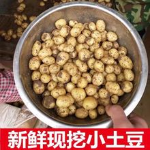 【健康蔬菜】湖北恩施富硒小土豆新鲜迷你高山小洋芋农家露天种植