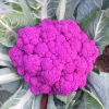 Purple cauliflower seeds colored cauliflower seeds, ravioli seeds, specialty vegetables and vegetables, vegetable seedlings, spring cauliflower seedlings