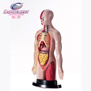 �������w�Y��ģ�����b��ͯ�t�W����w���ʹ����Ǽ���������