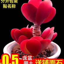 多肉植物室内组合小花卉秋天盆栽套餐办公桌绿植包邮带盆