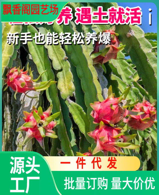 红心火龙果苗盆栽金都一号桂红龙大红龙燕窝黄皮火龙果树苗带根
