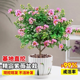 ��ޱ����������С���҃����̨�͟��辰ͥԺ���@�����Gֲľ������