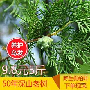 侧柏叶松柏叶5斤扁柏叶粉末材新鲜野生无枝洗发养护防脱乌发-阿里巴巴