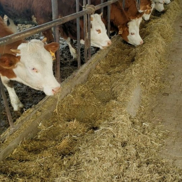 Мяо крупного рогатого скота Simmar Цена на телят улучшена