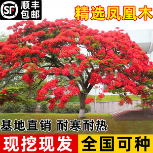Phoenix Tree Seedling Valor Courtyard Landscape Tree Phoenix Tree Seedling Four Seasons Greening Plants Potted Tree Seedling Red Flower Jacaranda