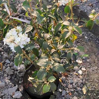 源头工厂大量批发栽培袋抗uv加厚大中小黑色基质袋内黑外白育苗袋|ru