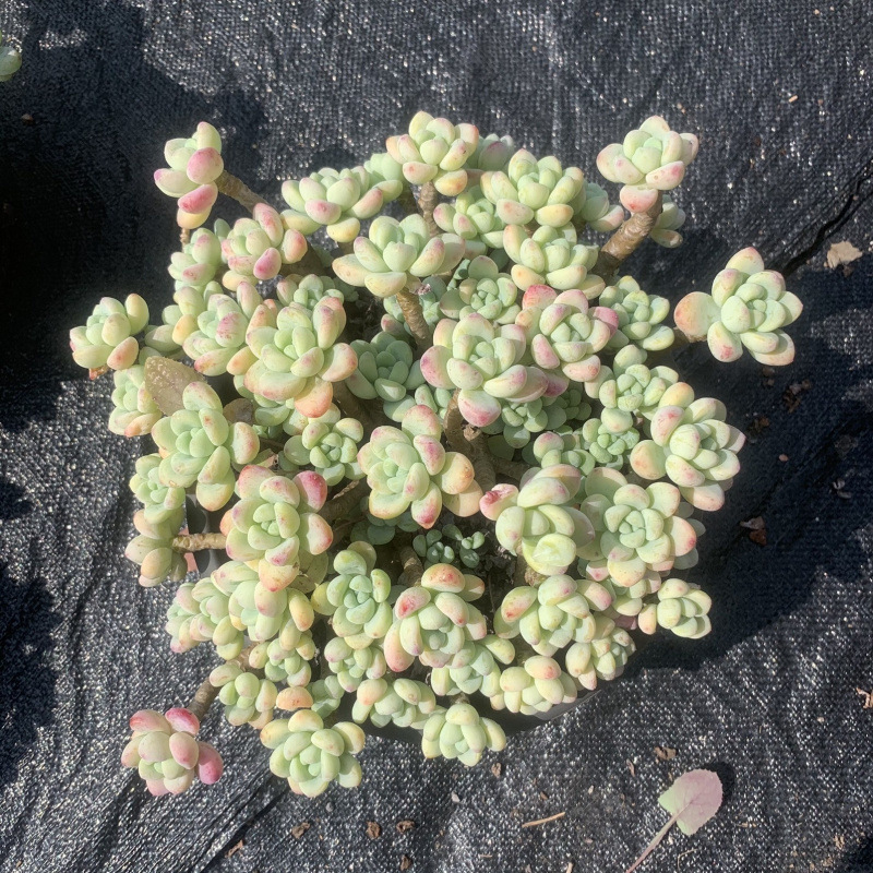 라울은 약 25cm입니다(흙에서 꺼낸 상태로 배송됩니다).