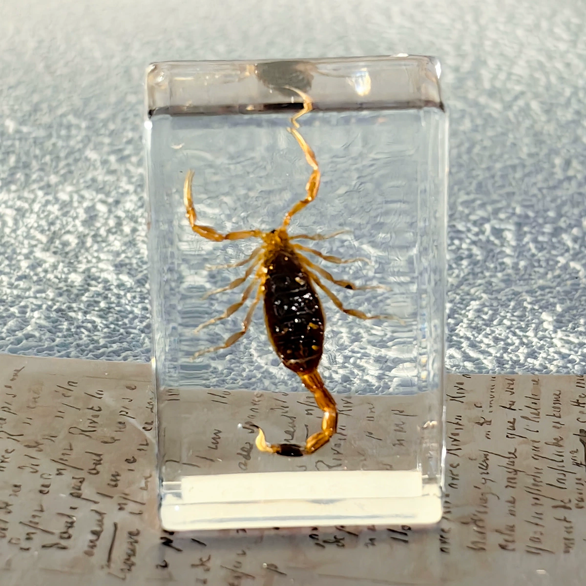 Настоящий образец насекомого в смоле, прозрачная кристальная клей Amber, скорпион, паук, трахинядий кроссовер декоративный