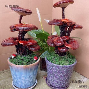 活灵芝盆栽真灵芝盆景观赏摆件可食用大灵芝菌包室内多肉绿麦太保-阿里巴巴