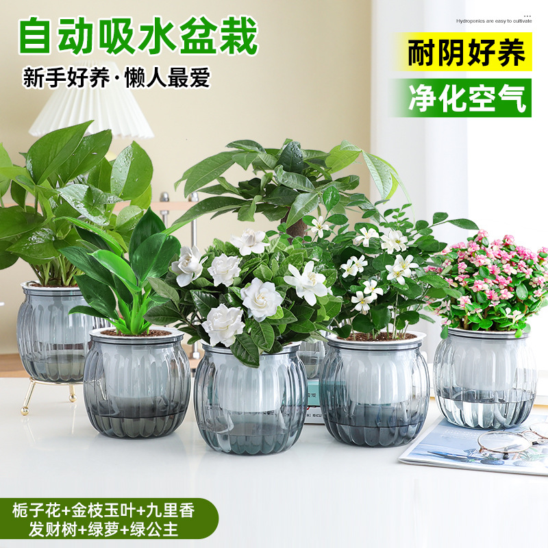 [6 화분 핫 콤비네이션] 치자나무 + 황금가지와 옥잎 + 구리향 + 돈나무 + 청무 + 그린 프린세스