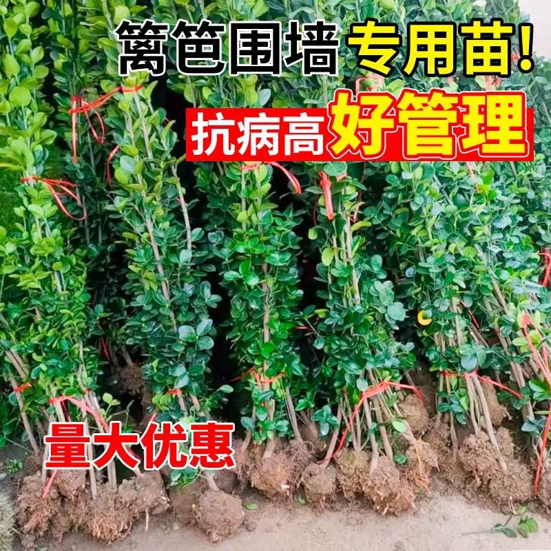 Растение Wintergreen, крупнолистные саженцы, морозостойкие настенные листопадные зеленые живые изгороди, вечнозеленые круглый год, нехоккайдские саженцы живой изгороди из самшита