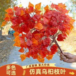 ��֧��������~���ϼ٘��~�ﶬ�����ݘ�֦�b��~�Ӽt�Sɫ�~��