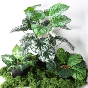 Դ�^ ����ֲ�� ���ϼٻ� ֲ���� �^�z�ָ��~ �����~ �G�}