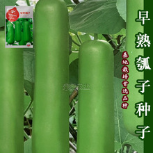 瓠瓜種子瓠子蔬菜種孑籽短蒲瓜爬蔓早熟耐寒春季菜葫蘆瓜種子
