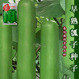 瓠瓜种子瓠子蔬菜种孑籽短蒲瓜爬蔓早熟耐寒春季菜葫芦瓜种子