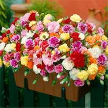 ����ܰ���N�ӻ����׻��҃��̨������ͥԺֲ�ﻨ�ܷN����