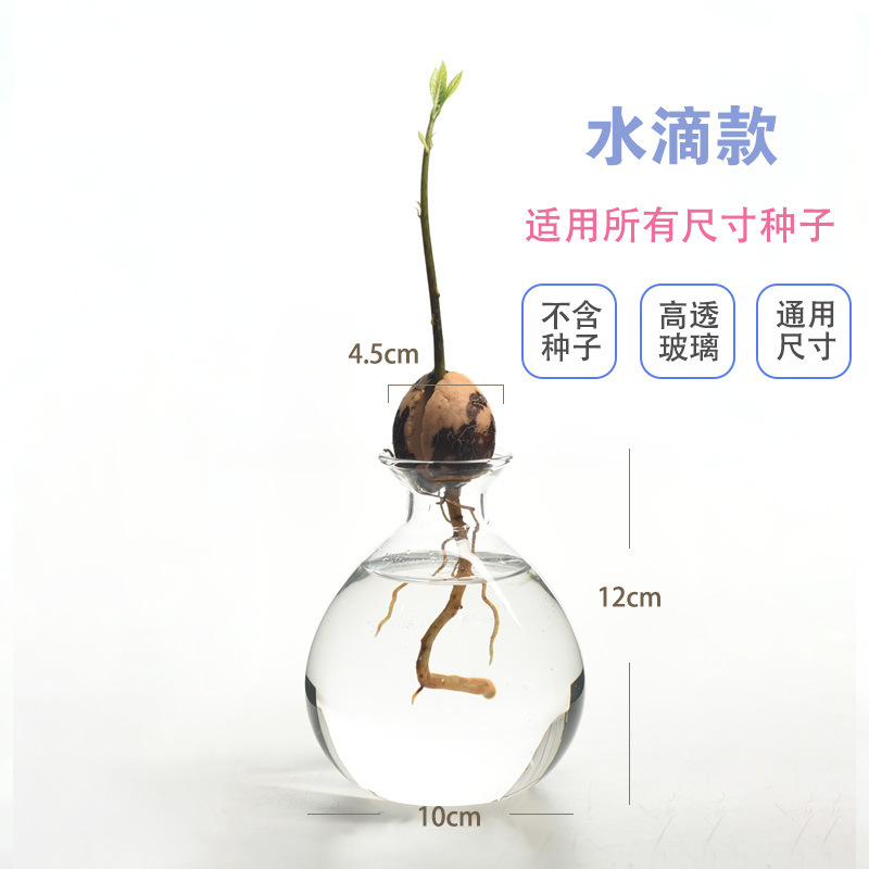 Jarrón hidropónico de aguacate japonés, plantación de semillas de hueso de aguacate, recipiente de cultivo, jarrón especial, jardinería