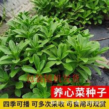 养心菜种子高钙救心菜可食用野菜四季播阳台盆栽特色健康蔬菜种籽