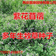 ϻޣN   ϱɲ