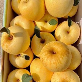 番薯类;柑桔;苹果