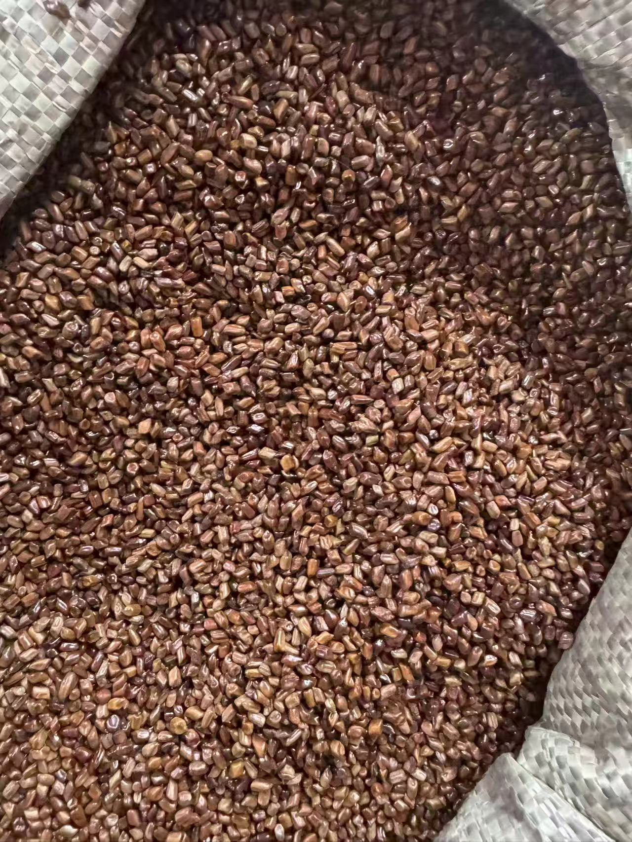 Cassia Seed Jue Ming Zi Dried Whole Seeds 1000g Herbal Tea Ingredient Bulk Pack specifications