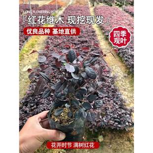 �t���^ľ����t����ľ��t�~ʯ�ͥԺ�Gֲ�ͺ��ļ��@�־G��������