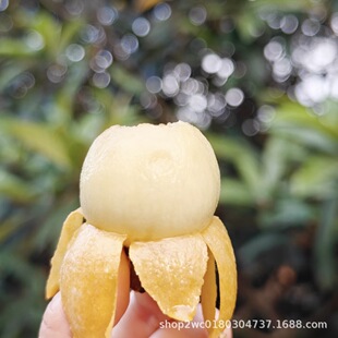 �K�ݖ|ɽ��������2.5kg�Y���b�ι�40g���ϵ�س�����m�ϸ߶˶Yٛ