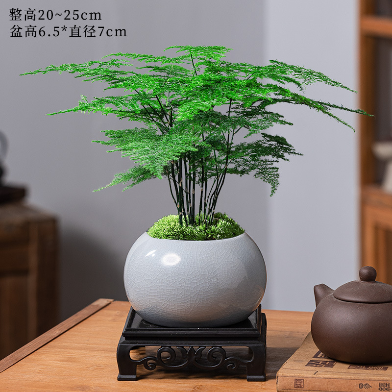 Boutique bambou + four Ge pots gris clair + support inférieur + mousse