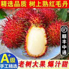 ����S���x�����ϼtë�����r�tĵ���Ꭷˮ��ë��֦ë�������ذ��]