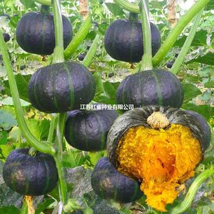 �߮a�Gؐؐ����С�ϹϷN�ݰ����r���߲����ļ��紺���߲˷N��